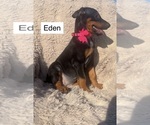 Small #2 Doberman Pinscher