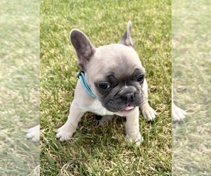 Medium French Bulldog