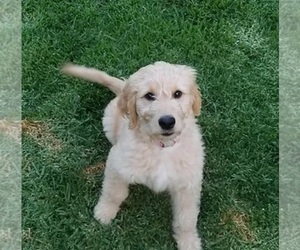 Goldendoodle Puppy for sale in AGOURA HILLS, CA, USA
