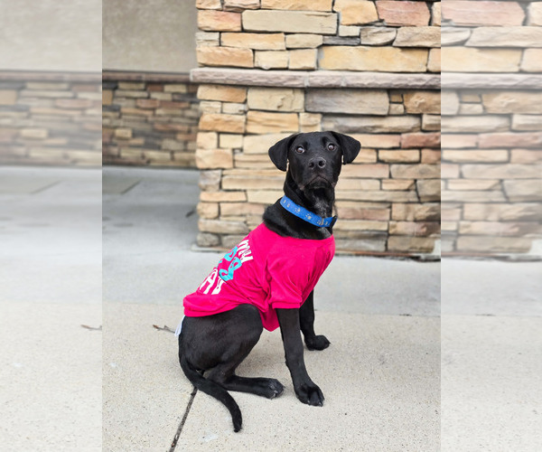 Medium Photo #4 Mutt Puppy For Sale in Sandy, UT, USA