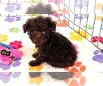 Small #3 Cockapoo (Toy)-Poodle (Toy) Mix