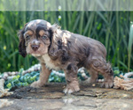Small #4 Cocker Spaniel