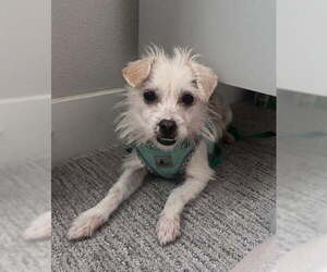 Mutt Dogs for adoption in Davis, CA, USA