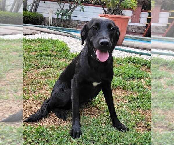 Medium Photo #1 Labrador Retriever Puppy For Sale in SAN FRANCISCO, CA, USA