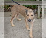 Small #3 Bouvier Des Flandres Mix