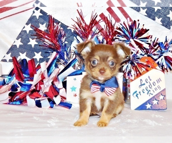 Medium Photo #6 Chihuahua Puppy For Sale in CHARLESTON, AR, USA