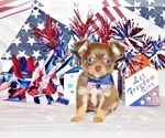 Small Photo #6 Chihuahua Puppy For Sale in CHARLESTON, AR, USA