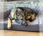 DRAKEO - Male German Shepherd Dog Dog for Adoption - Small photo