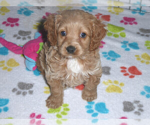 Cocker Spaniel-Poodle (Miniature) Mix Puppy for sale in ORO VALLEY, AZ, USA