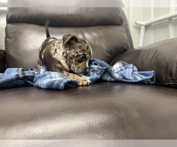 Medium Photo #111 American Bully Puppy For Sale in REESEVILLE, WI, USA