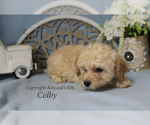 Poodle (Toy) Puppy for sale in CHANUTE, KS, USA