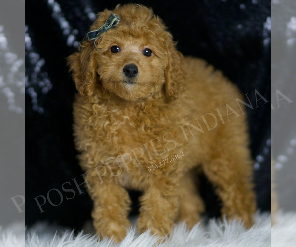 Medium Photo #3 Poodle (Toy) Puppy For Sale in WARSAW, IN, USA