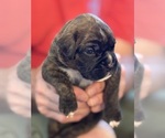 Image preview for Ad Listing. Nickname: Mr Blue