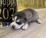 Small Photo #3 Alaskan Klee Kai Puppy For Sale in WILLIAMSBURG, OH, USA