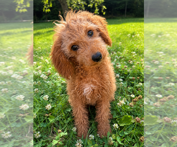 Medium Photo #34 Goldendoodle mix (+ Poodle Miniature) Puppy For Sale in DURHAM, CT, USA