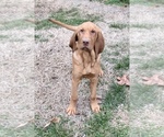 Small Photo #4 Bloodhound Puppy For Sale in JOPLIN, MO, USA