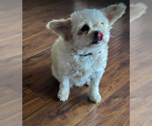 Medium Photo #4 Mutt Puppy For Sale in Cranston, RI, USA