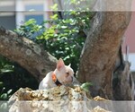 Small Photo #2 French Bulldog Puppy For Sale in CAPE CORAL, FL, USA