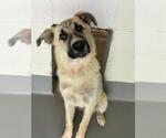 A256289 - Male Great Pyrenees-Unknown Mix Dog for Adoption - Small photo