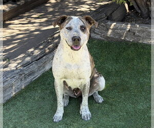 Splendid Ms Solange ~ Exceptional ! - Female American Staffordshire Terrier Dog for Adoption - Photo #4