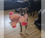 Small #24 Mutt