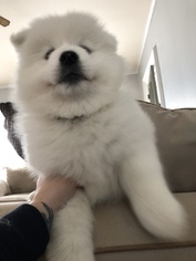 Samoyed Puppy for sale in HALL, NY, USA