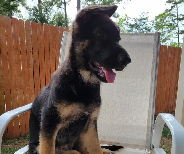 Full screen Photo #1 German Shepherd Dog Puppy For Sale in SPRING, TX, USA