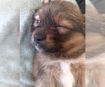 Small #18 Maltipom