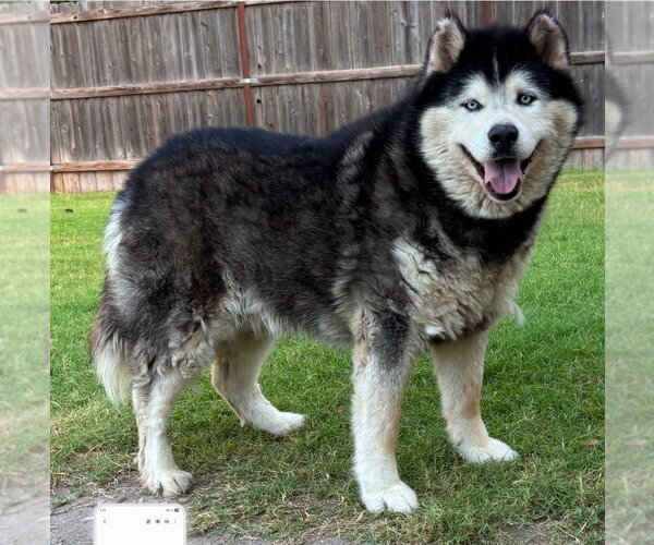Medium Photo #1 Alaskan Malamute Puppy For Sale in Great Bend, KS, USA