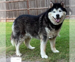 Alaskan Malamute Dogs for adoption in Great Bend, KS, USA