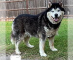Small Alaskan Malamute