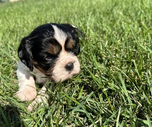 Cavalier King Charles Spaniel Puppy for Sale in MIDDLEVILLE, Michigan USA