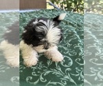 Sassy - Female Shih Tzu Puppy for Sale - Photo #4