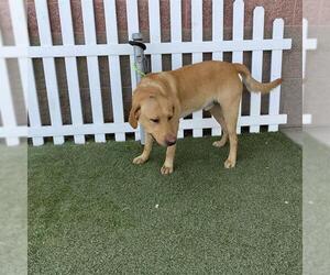 Labrador Retriever Dogs for adoption in Modesto, CA, USA