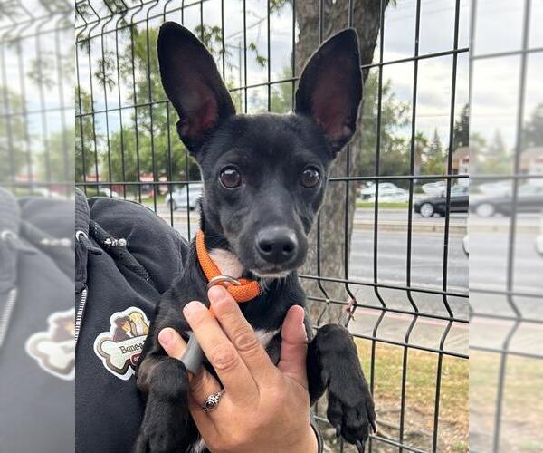 Medium Photo #1 Italian Greyhuahua Puppy For Sale in Lodi, CA, USA