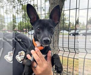 Italian Greyhuahua Dogs for adoption in Lodi, CA, USA