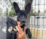 CHICKEN NUGGET - Male Italian Greyhuahua Dog for Adoption - Small photo