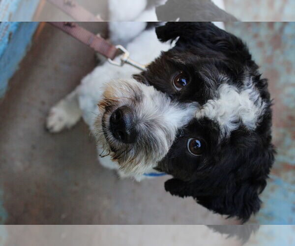 Medium Photo #5 Shih-Poo Puppy For Sale in St. Cloud, MN, USA