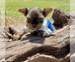 Small #8 Yorkshire Terrier