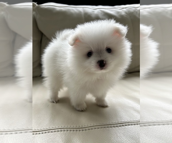 Medium Photo #21 Pomeranian Puppy For Sale in DES MOINES, WA, USA