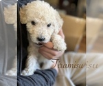 Small Photo #2 Goldendoodle Puppy For Sale in VANCOUVER, WA, USA