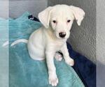 Small Photo #11 Pointer-Unknown Mix Puppy For Sale in San Diego, CA, USA