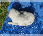 Small #4 Miniature American Shepherd