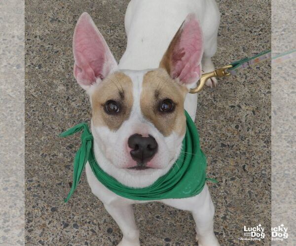 Medium Photo #7 Jack Russell Terrier-Labrador Retriever Mix Puppy For Sale in Washington, DC, USA