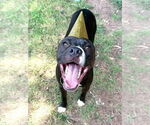 Small #57 American Pit Bull Terrier-Labrador Retriever Mix