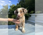 Small #11 Australian Shepherd