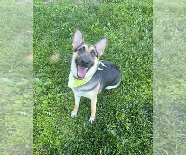 Medium Photo #3 German Shepherd Dog-Unknown Mix Puppy For Sale in Spotsylvania, VA, USA