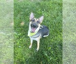 Small #2 German Shepherd Dog Mix