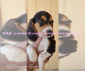 Beagle Puppy for sale in VILLISCA, IA, USA