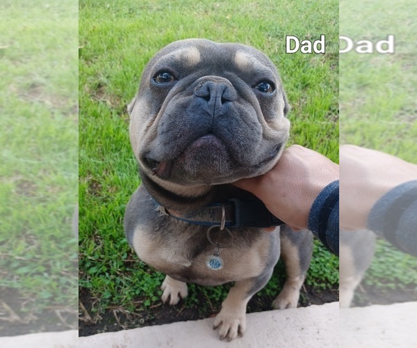 Medium Photo #1 French Bulldog Puppy For Sale in LOS ANGELES, CA, USA